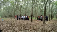 6 Hal Penyebab Harga Karet Tak Stabil