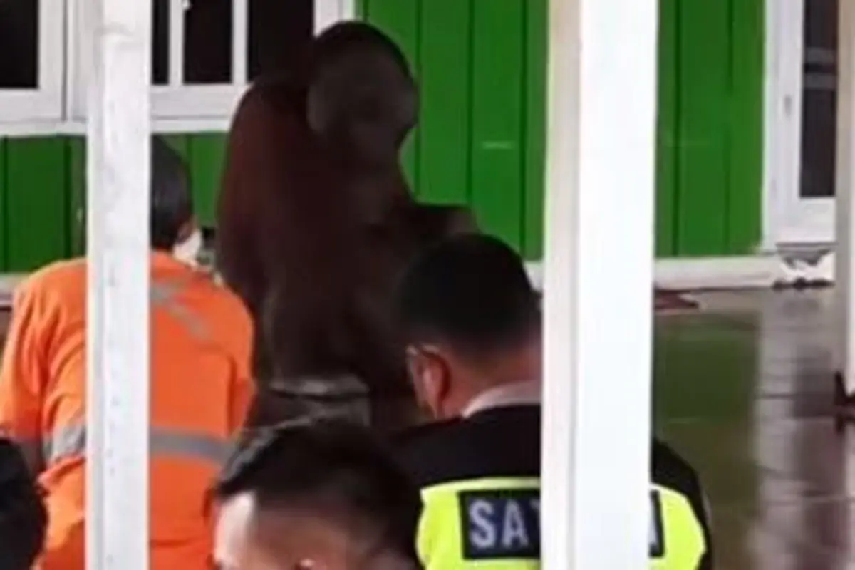 Orangutan dengarkan ceramah Jumat atau khutbah Jumat. (Foto: Liputan6.com/Istimewa)