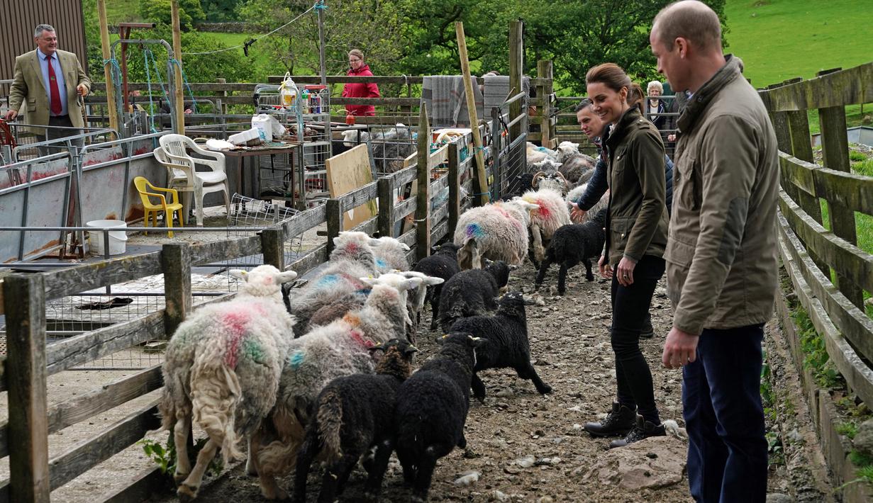 Duke of Cambridge Pangeran William bersama Duchess of Cambridge Kate Middleton saat berkunjung ke Deepdale Hall Farm, sebuah peternakan domba tradisional di Patterdale, Cumbria, Inggris, Selasa (11/6/2019). (Owen Humphreys/POOL/AFP)