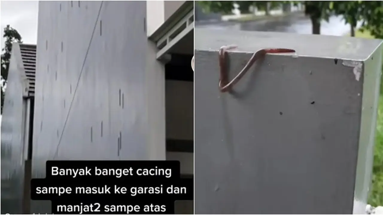 Viral Penampakan Puluhan Cacing Panjat Tembok Rumah, Bikin Merinding