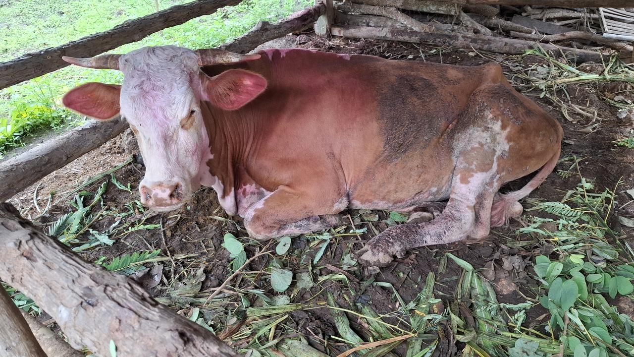 Sapi milik Warga terjangkit wabah PMK