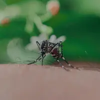 Mengusir nyamuk. (Copyright Pexels/Anuj)