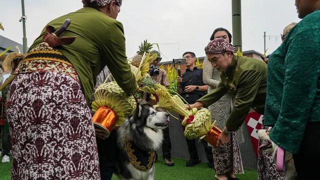 8 Potret Pernikahan Anjing dengan Adat Jawa Ini Mewah Banget, Habiskan Dana Rp 200 Juta