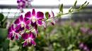 <p>Foto pada 7 April 2022 menunjukkan anggrek di sebuah peternakan anggrek di provinsi Nakhon Pathom, Thailand tengah. Perkebunan itu pada masa jayanya populer di kalangan elit Thailand, bahkan pernah berkembang menjadi industri anggrek bernilai jutaan dollar. Tetapi pandemi covid-19 telah membuat satu dari lima perkebunan anggrek ditutup baru-baru ini. Dan tekanan semakin berat saat perang Rusia-Ukraina. (Lillian SUWANRUMPHA / AFP)</p>