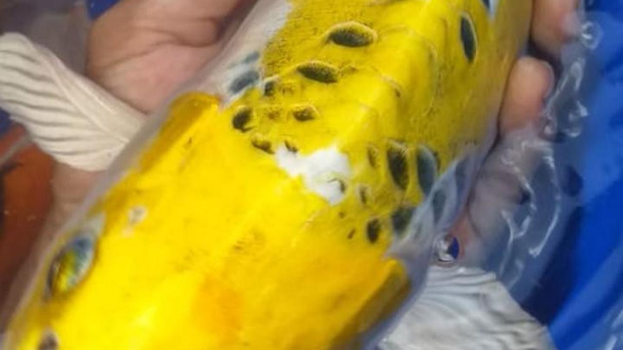 Nampak seekor koi endemik Garut, dengan warna cerah hasil penangkaran budidaya peconta koi Garut, Jawa Barat.