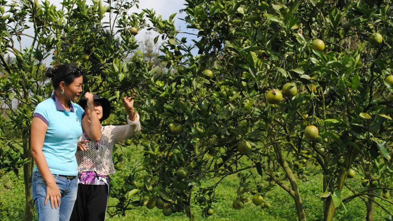 Harga Jeruk Keprok di Jawa Timur Melonjak