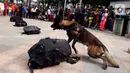 Satuan Polisi Satwa K9 bersama anjing pelacak khusus melakukan simulasi pendeteksian bahan peledak di area Car Free Day,Bundaran HI, Jakarta, Minggu, (16/2/2020). Simulasi untuk mengedukasi tentang cara kerja anjing pelacak saat menemukan bahan peledak yang disembunyikan. (Liputan6.com/Johan Tallo)