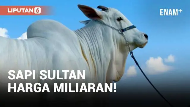 VIDEO: Wow, Sapi Sultan Seharga 41 Miliar Rupiah!