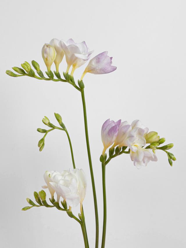 Ilustrasi bunga sedap malam