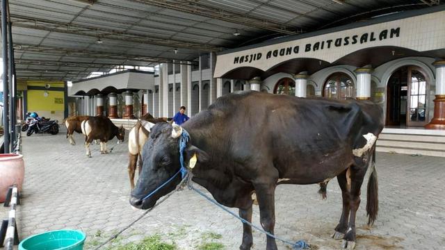 Sapi kurban Bambang Soeharto-Mayangsari pada Idul Adha 2018 di Masjid Agung Baitussalam, Purwokerto. (Foto: Liputan6.com/Muhamad Ridlo)