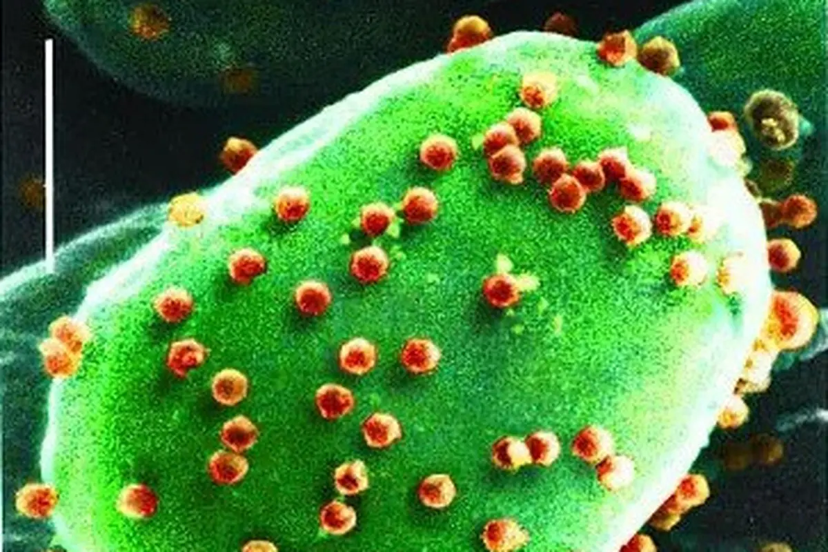 Organisme Pemakan Virus