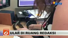 Ular berjenis sanca ini pertama kali diketahui oleh seorang kameramen Nine News di sebuah meja kerja.