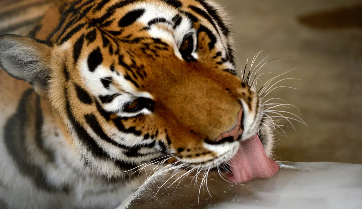 Tingkah seekor harimau yang sedang menjilati bongkahan es batu saat gelombang panas melanda Pakistan, Rabu (19/4). Gelombang panas tengah melanda beberapa wilayah Pakistan hingga membuat suhu meningkat jadi 45 derajat celcius. (RIZWAN TABASSUM/AFP)