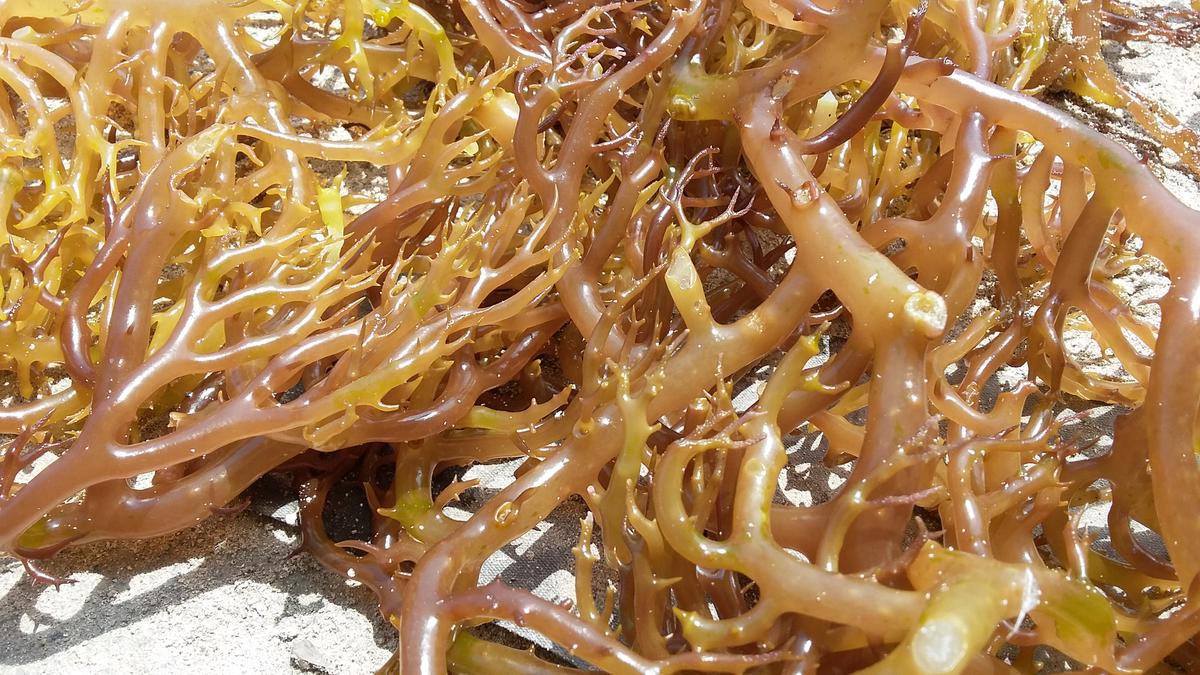 Pemerintah Ingin Jadikan NTT Pusat Budidaya Rumput Laut