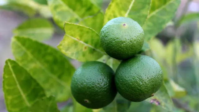 3. Tambahkan Daun Salam dan Daun Jeruk