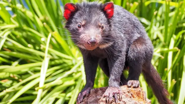 Tasmanian Devil