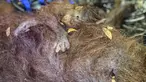 Sepasang induk dan bayi orangutan bernama Raya dan Rayu saat dievakuasi oleh petugas dari Balai Konservasi Sumber Daya Alam (BKSDA), TNI, dan Orangutan Foundation International (OFI) di Kotawaringin Timur, Kalimantan Tengah, Rabu,  2 September 2026.. (AFP/ Reina)