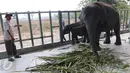 Seorang pawang gajah sedang mengawasi gajah di Rumah SakiGajah (RSG), di Taman Nasional Way Kambas, Lampung, Kamis (5/11/2015). RSG ini beroperasi untuk merawat gajah yang sakit dan menjadi korban bencana atau konflik manusia.  (Liputan6.com/Fery Pradolo)