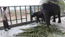 Seorang pawang gajah sedang mengawasi gajah di Rumah SakiGajah (RSG), di Taman Nasional Way Kambas, Lampung, Kamis (5/11/2015). RSG ini beroperasi untuk merawat gajah yang sakit dan menjadi korban bencana atau konflik manusia.  (Liputan6.com/Fery Pradolo)