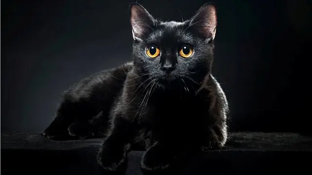 [Bintang] Mengulik Fakta Mengenai Kucing Hitam