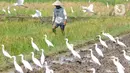 <p>Aktivitas petani saat membajak sawah dikelilingi burung kuntul yang mencari makan di desa Penarukan, Mengwi, Bali, Rabu (4/5/20222). Sawah tersebut akan ditanami padi jenis Cigeulis dengan masa umur panen sekitar 3 bulan. (merdeka.com/Arie Basuki)</p>