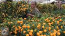 Seorang pedagang membawa jeruk jenis Kumquat dan Chusa yang di impor dari Cina di Jakarta, Rabu (27/1). Permintaan Jeruk asal Cina tersebut meningkat 100 % menjelang imlek. (Liputan6.com/Angga Yuniar)