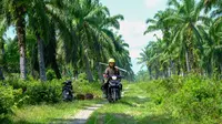 Program plasma terbukti mampu menciptakan dampak pengganda (multiplier-effect) dalam meningkatkan taraf hidup petani kelapa sawit.
