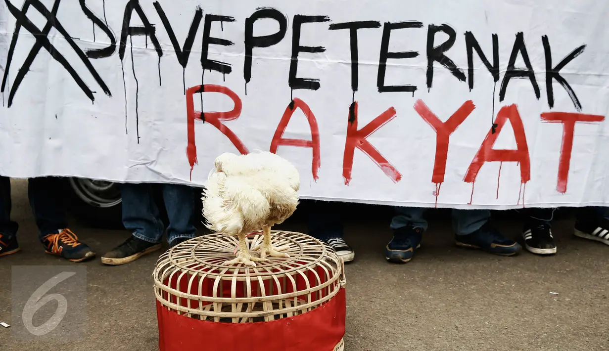 Seekor ayam ternak dibawa saat aksi unjuk rasa depan Istana Merdeka, Jakarta, (1/3). Mereka kecewa terhadap turunnya Harga Pokok Produksi (HPP) pengeluaran modal Rp18.000 sedangkan harga jual hanya Rp10.000 per kilogramnya.  (Liputan6.com/Faizal Fanani) 