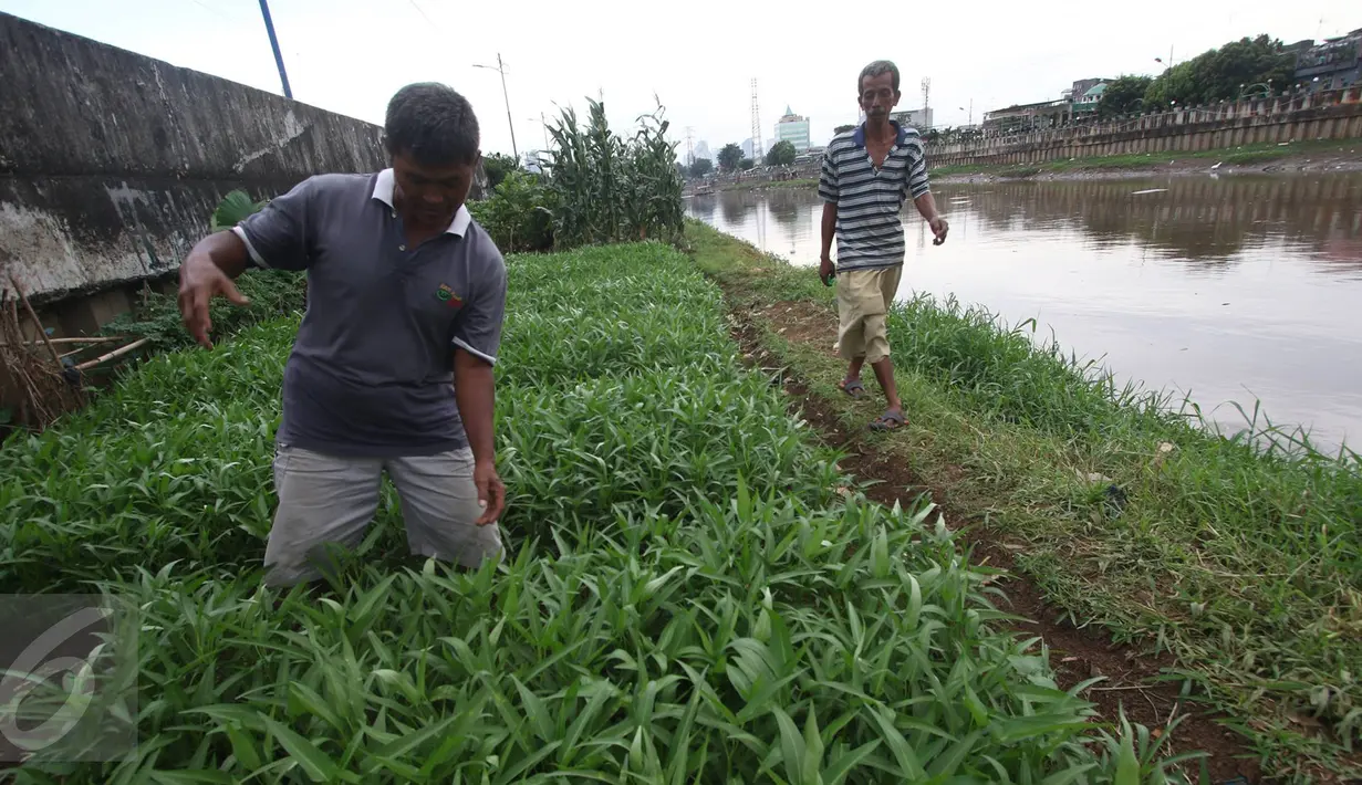 Warga merawat tanaman kangkung yang ditanam di bantaran Kanal Banjir Barat, Jakarta, Rabu (29/3). Adanya lahan kosong di kawasan tersebut dimanfaatkan warga untuk bercocok tanam. (Liputan6.com/Immanuel Antonius)