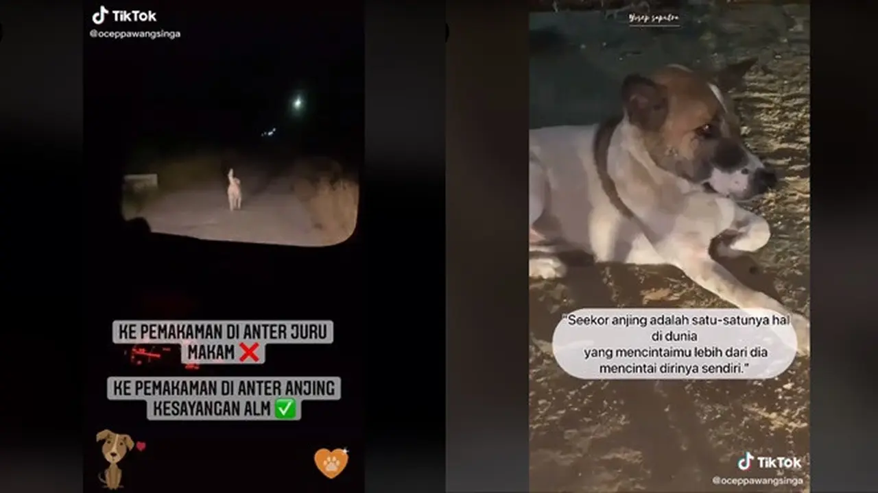Kisah Anjing Setia yang Antar Peziarah ke Makam Pemiliknya, Bikin Haru
