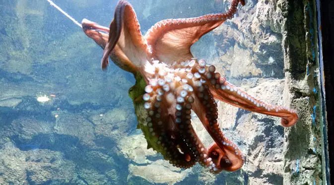 Giant Pasific Octopus