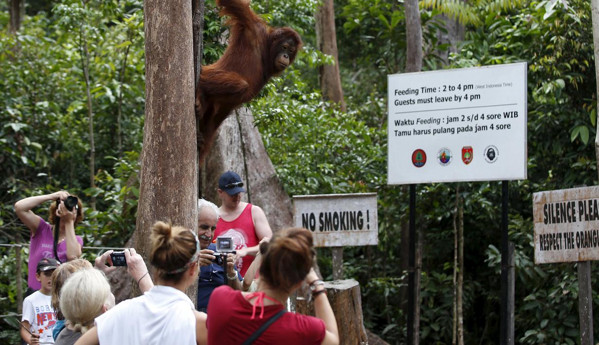 Sejumlah wisatawan melihat seekor orang utan di Taman Nasional Tanjung Puting, Kalimantan Tengah, pada Selasa (16/6/2015). PBB memprediksi dalam dua dekade mendatang orang utan akan punah jika penggundulan hutan terus berlanjut. (REUTERS/Darren Whiteside)