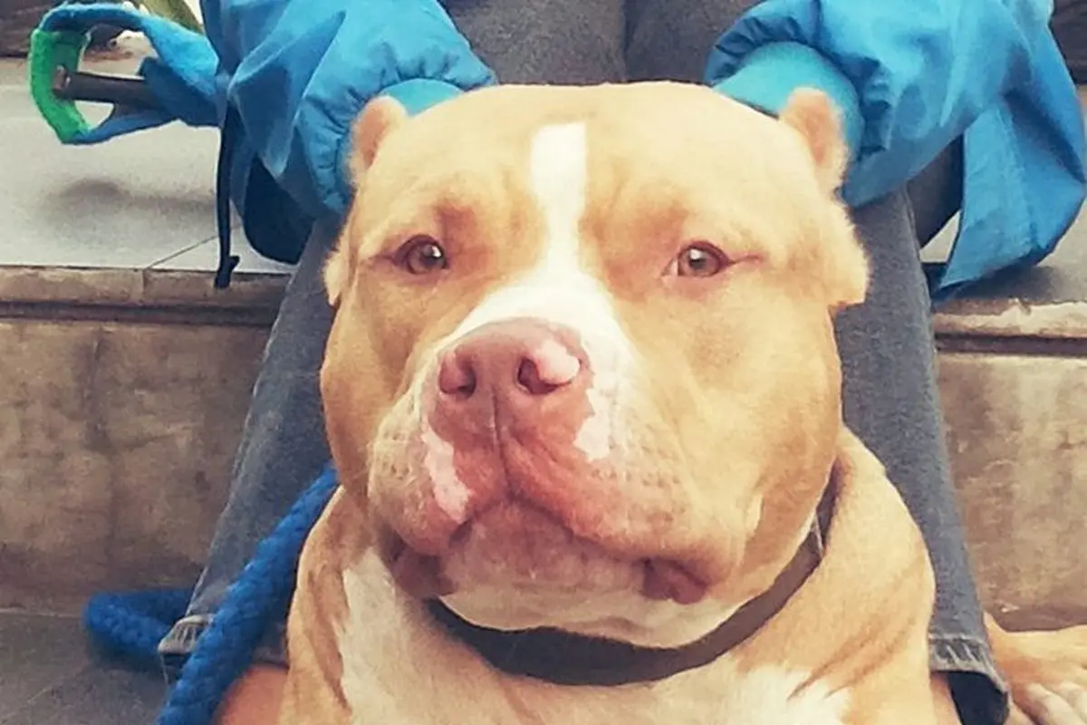 [Bintang] Pitbull