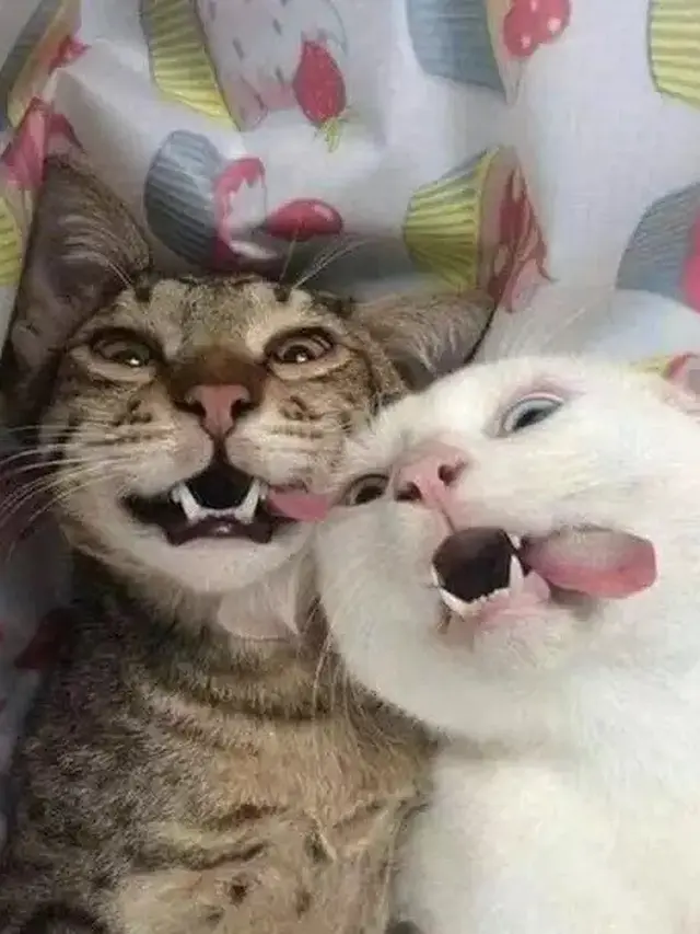 6 Ekspresi Kucing Selfie Ini Bikin Gemas Maksimal, Lucu Banget