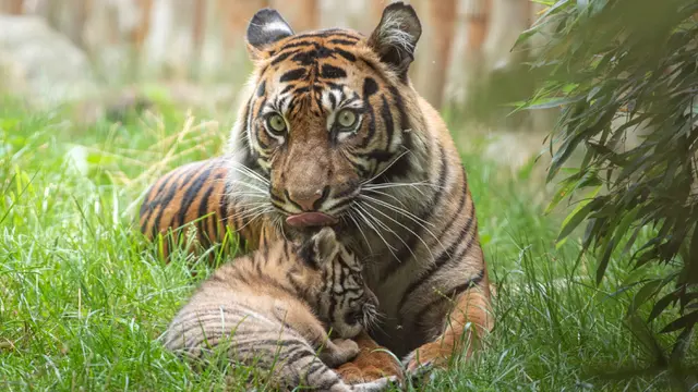 Anak Harimau Sumatera