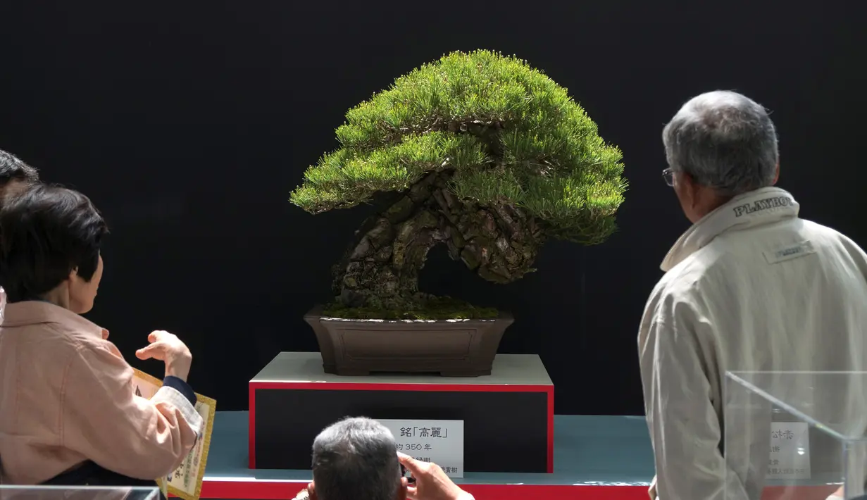 <p>Pengunjung melihat bonsai yang ditampilkan saat Konvensi Bonsai Dunia ke-8 di Saitama, Tokyo, Jepang, Sabtu (29/4). Lebih dari 300 pohon dipajang yang berasal dari 40 negara di dunia. (AFP PHOTO / Kazuhiro NOGI)</p>