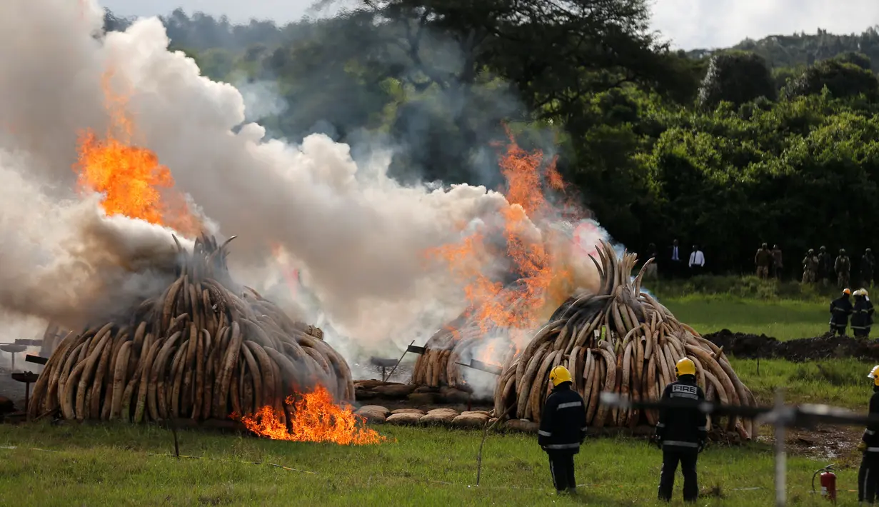 Petugas Damkar Kenya memantau pembakaran gading gajah di Nairobi National Park, Kenya (30/4). Petugas memusnahkan sekitar 105 ton gading hasil penyitaan dari penyelundup dan pemburu. (Reuters/Thomas Mukoya)