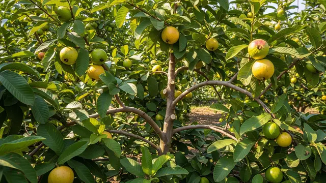 Jenis Pohon Buah yang Tambah Produktif Saat Dipangkas/Gemini AI