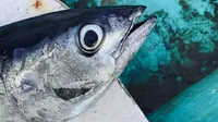 9 Manfaat Mengonsumsi Ikan Cakalang, Dapat Mencegah Hipertensi