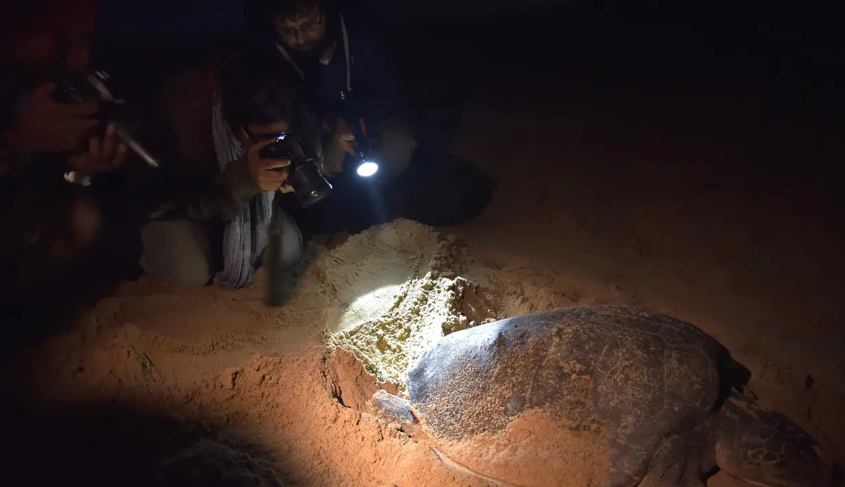 Sejumlah orang mengabadikan proses penyu hijau bertelur di Pantai Rushikulya, India, Kamis (16/2). Pantai Rushikulya menjadi salah satu pantai yang paling sering didatangi ribuan penyu hijau untuk meletakkan telurnya. (AFP PHOTO / ASIT KUMAR)