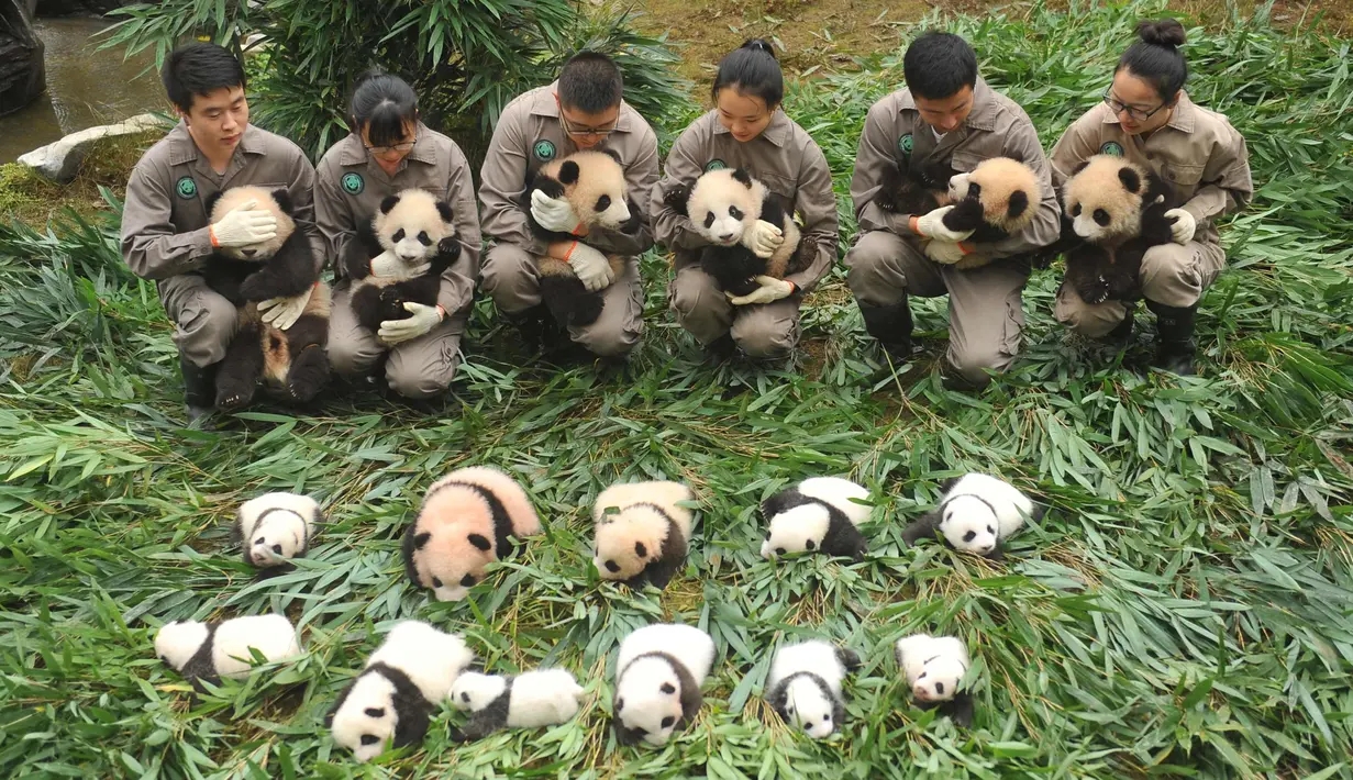 Petugas memegang anak-anak panda untuk dipamerkan ke masyarakat di Bifengxia Base of China Conservation and Research Centre of the Giant Panda di Wenchuan, provinsi Sichuan, China (13/10). (AFP Photo/Str/China Out)