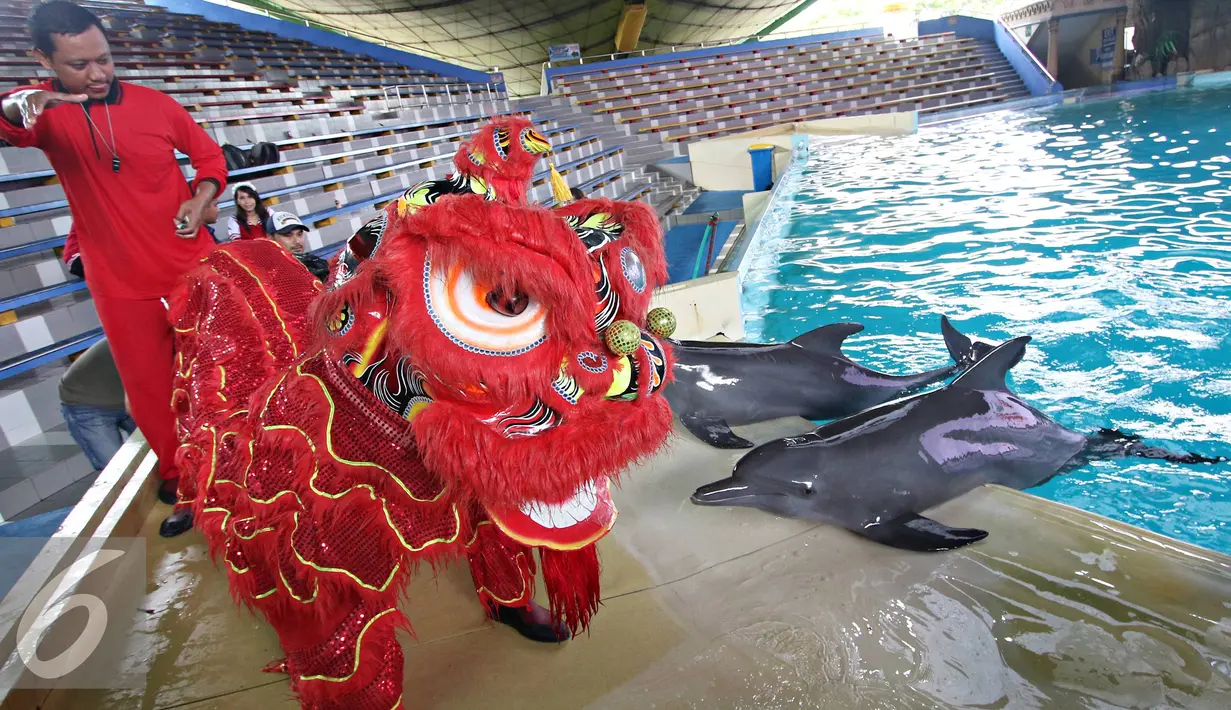 Pelatih mengintruksikan lumba lumba beratraksi dengan barongsai di Ocean Dream Samudera, Ancol, Jakarta (3/2). Ancol menyiapkan sejumlah acara seperti barongsai dan pertunjukan lumba-lumba sambut Tahun Baru China ke-2567. (Liputan6.com/Immanuel Antonius)