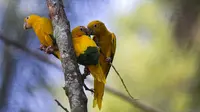 Burung Ararajuba bertengger dalam kandang di Biopark of Rio selama tur media di Rio de Janeiro, Brasil, Kamis (18/3/2021). Biopark of Rio ditutup untuk umum selama renovasi mengubah kebun binatang kota tersebut menjadi pusat konservasi keanekaragaman hayati. (AP Photo/Bruna Prado)