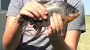 Kennedy Smith memperlihatkan ikan dengan gigi manusia yang ditangkapnya di kawasan Danau Fort Cobb, Oklahoma, 22 Juli 2018. Ikan bernama pacu itu habitat aslinya berada di Amerika Selatan. (Tyler Howser/Oklahoma Department of Wildlife Services via AP)