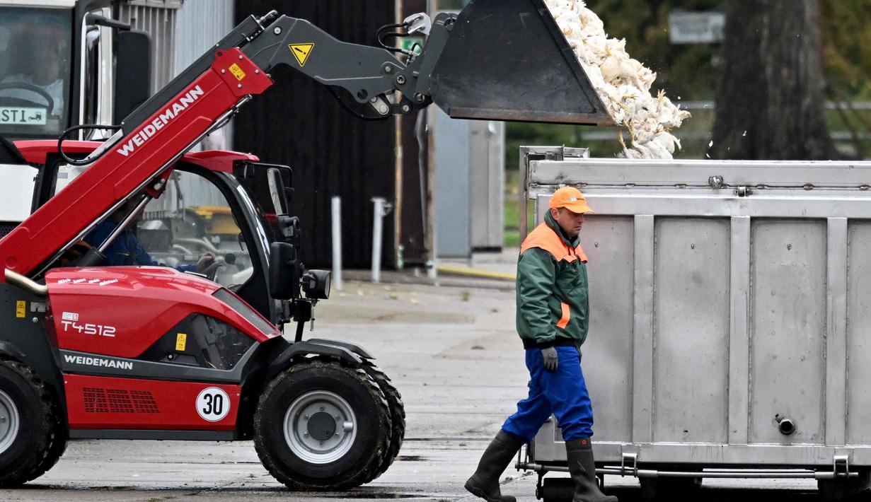 Hewan unggas mati berada di sekop sebuah wheel loader dibuang ke dalam kontainer setelah hewan-hewan tersebut dipotong di sebuah peternakan di Neutrebbin, Jerman, pada Senin 27 Oktober 2025, di tengah wabah flu burung yang meluas. (RALF HIRSCHBERGER/AFP)