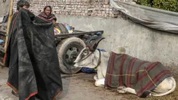 Seorang pemilik bersiap menyelimuti sapinya yang sudah ditutupi selimut di kawasan lama New Delhi, India pada 21 Januari 2020. Hal tersebut dilakukan untuk melindungi sapi agar tetap hangat selama bulan-bulan musim dingin. (Photo by Sajjad HUSSAIN / AFP)