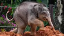 Seekor bayi gajah Asia bermain di gundukan lumpur merah di Taman Safari Chimelong, Guangzhou, Provinsi Guangdong, China, Rabu (27/5/2020). Kelahiran dua bayi gajah Asia di Taman Safari Chimelong menambah koleksi gajah Asia di objek wisata tersebut menjadi 27 ekor. (Xinhua/Liu Dawei)