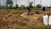 Pemerintah Kabupaten Malang optimis produksi padi pada masa panen raya cukup berlimpah sehingga kebijakan impor beras tidak harus dilakukan (Liputan6.com/Zainul Arifin)