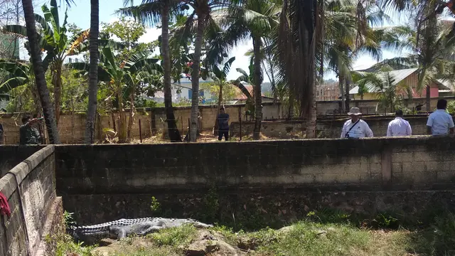 Buaya-buaya milik Israil, ditangkap di wilayah berbeda di Sultra.(Liputan6.com/Ahmad Akbar Fua)