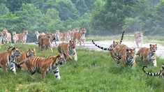 Sejumlah harimau Siberia di Taman Harimau Siberia Hengdaohezi di Kota Hailin, Provinsi Heilongjiang, China (17/7/2020). Dengan menerapkan langkah-langkah pencegahan dan pengendalian epidemi yang ketat, Taman Harimau Siberia Hengdaohezi dibuka kembali pada Jumat (17/7). (Xinhua/Zhang Chunxiang)